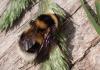 Bombus sp.